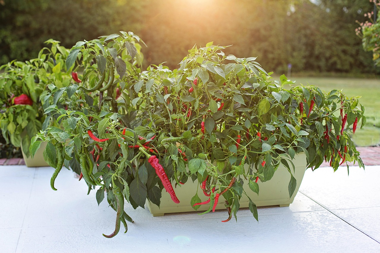 Chilipflanzen mit reifen roten Schoten im Pflanzkasten