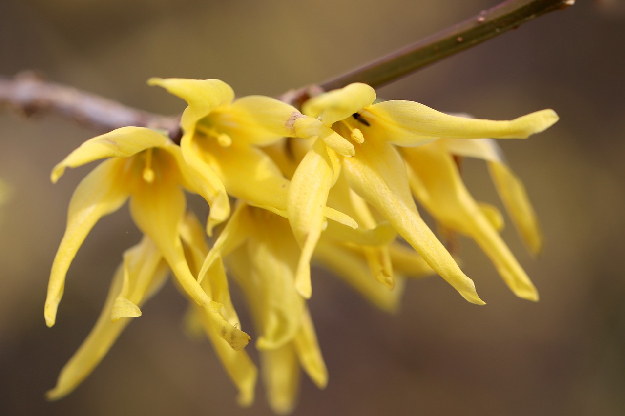 Gelbe Blüten der Forsythie an einem Zweig im Frühjahr