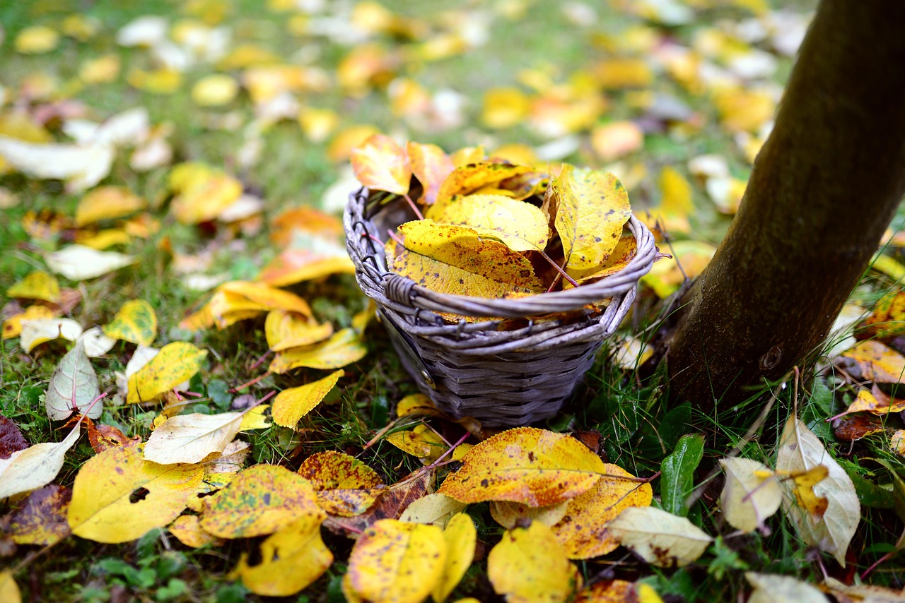 Gelbes Herbstlaub auf dem Rasen, daneben ein Korb mit gesammelten Blättern