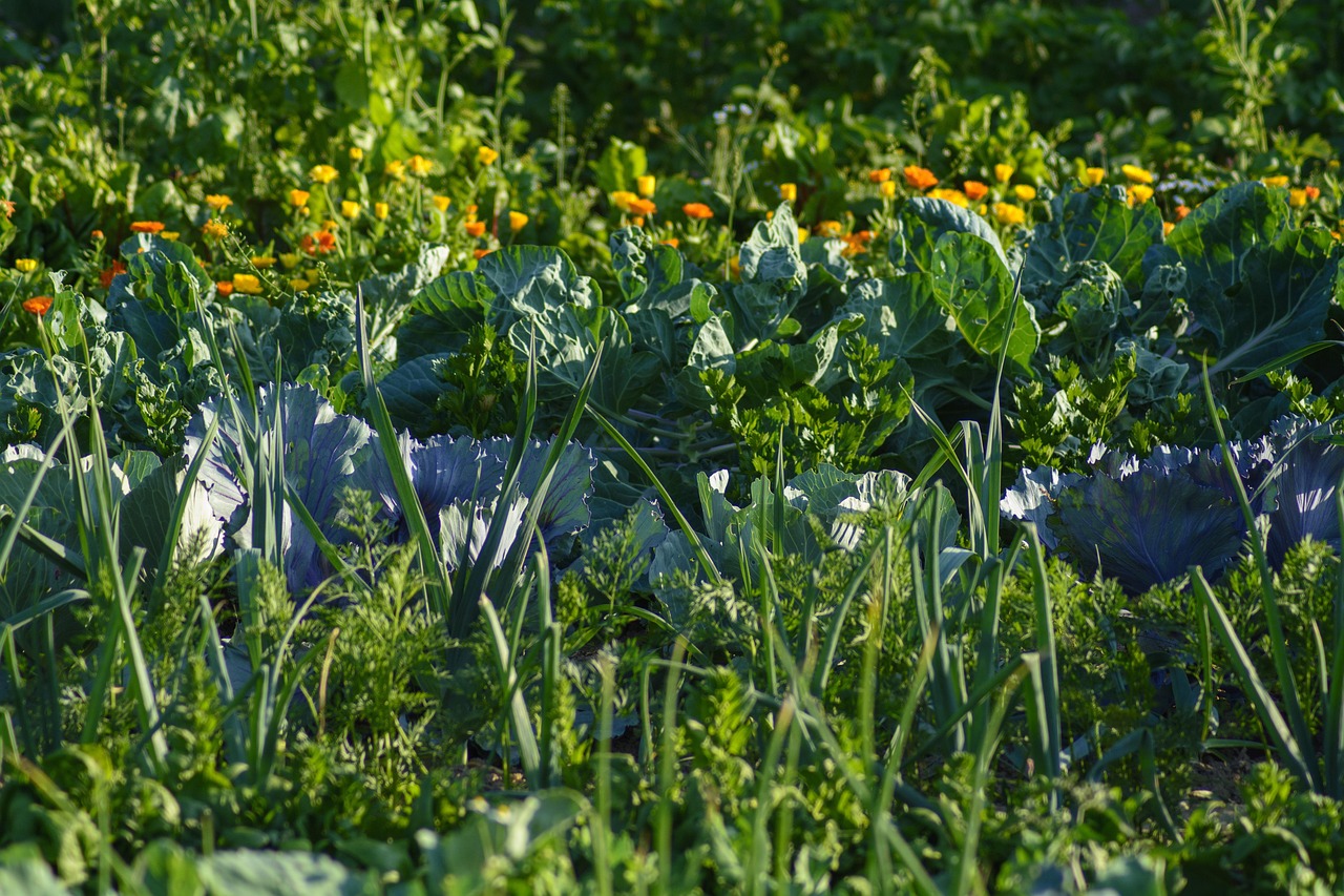 Gemüsegarten mit Kohl, Salat und Ringelblumen in geordneten Reihen