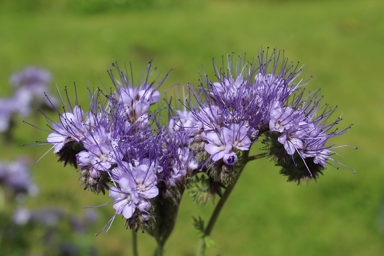 Blühende Phacelia (Phacelia tanacetifolia), eine beliebte Gründüngungspflanze