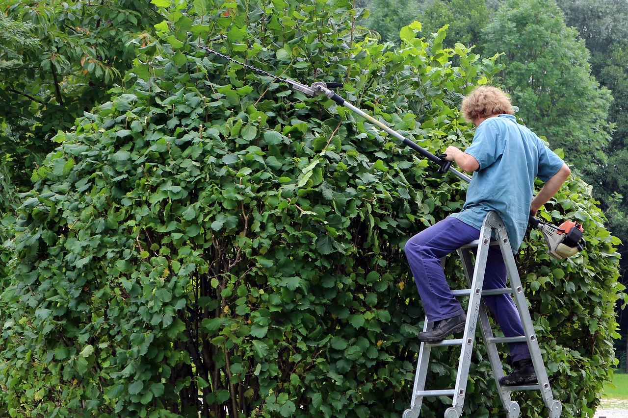 Gärtner auf der Leiter schneidet eine hohe Gartenhecke mit der Heckenschere