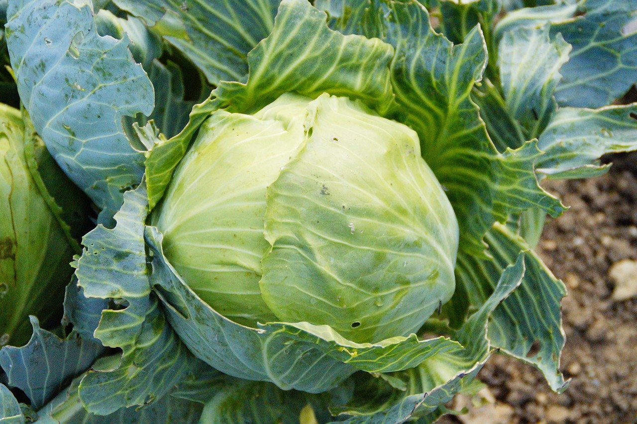 Weißkohl im sommerlichen Gemüsebeet