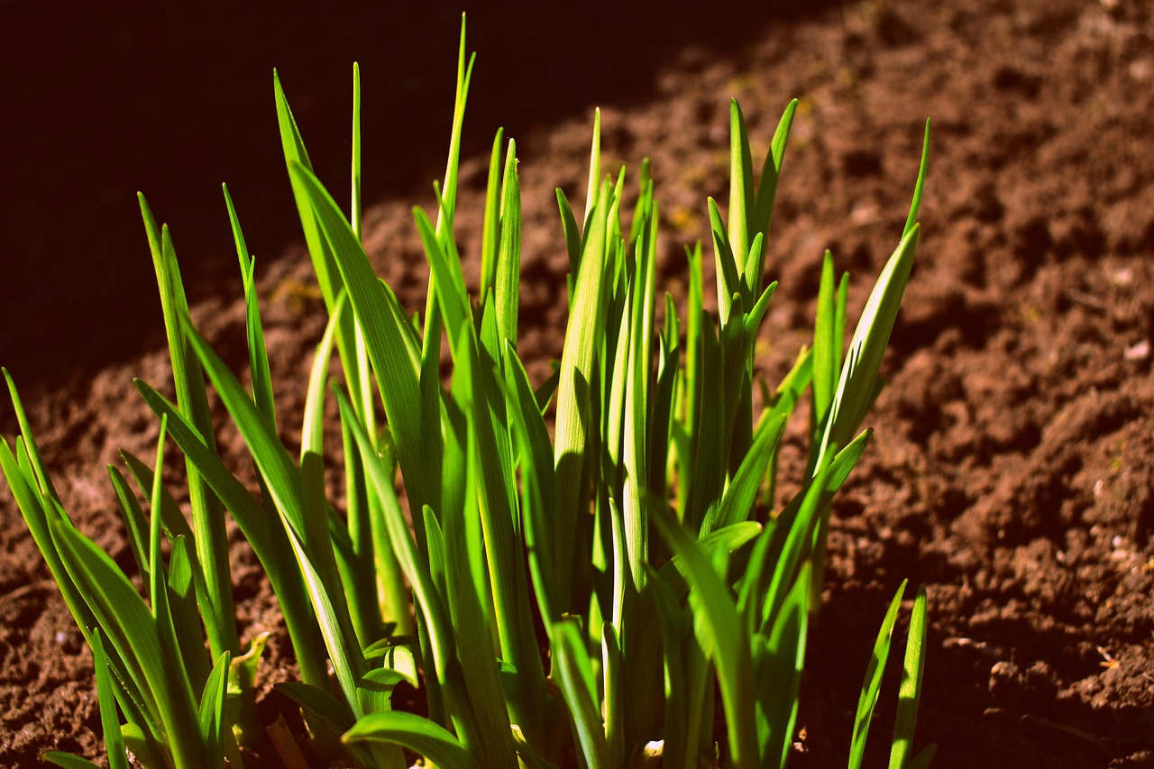 Junge Knoblauchpflanzen treiben im Frühjahr aus dem Beet
