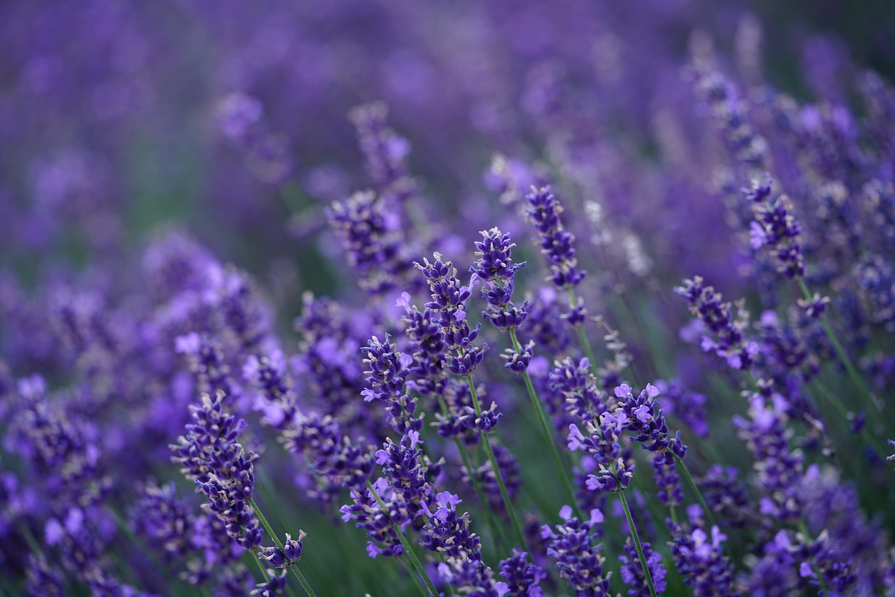 Blühender Lavendel in Nahaufnahme