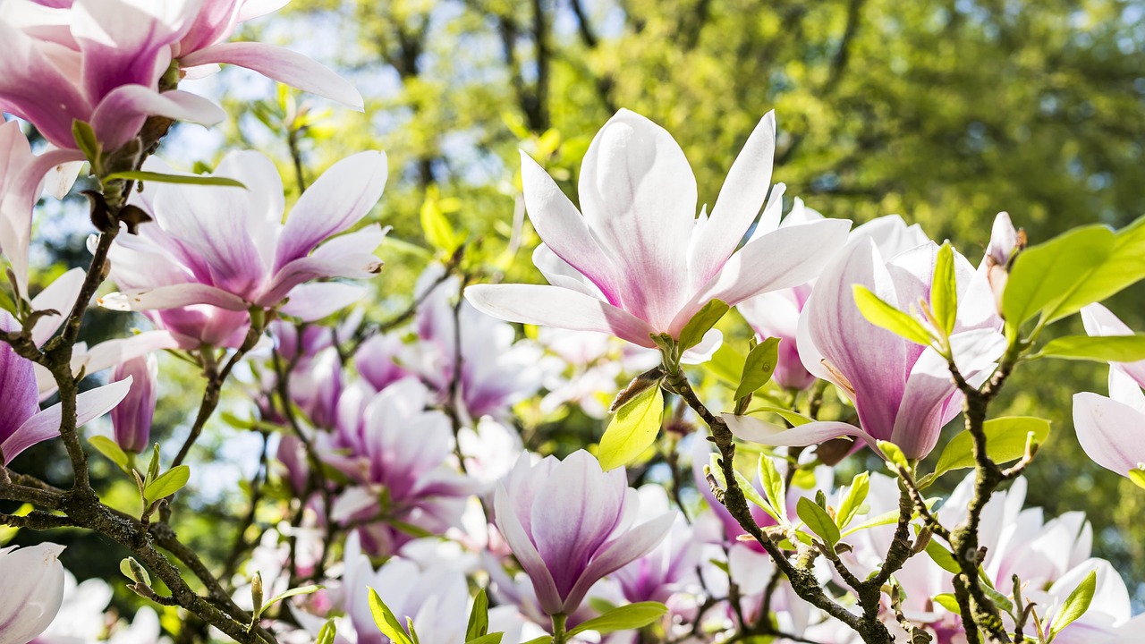 Blühende Magnolie mit frischem Laubaustrieb