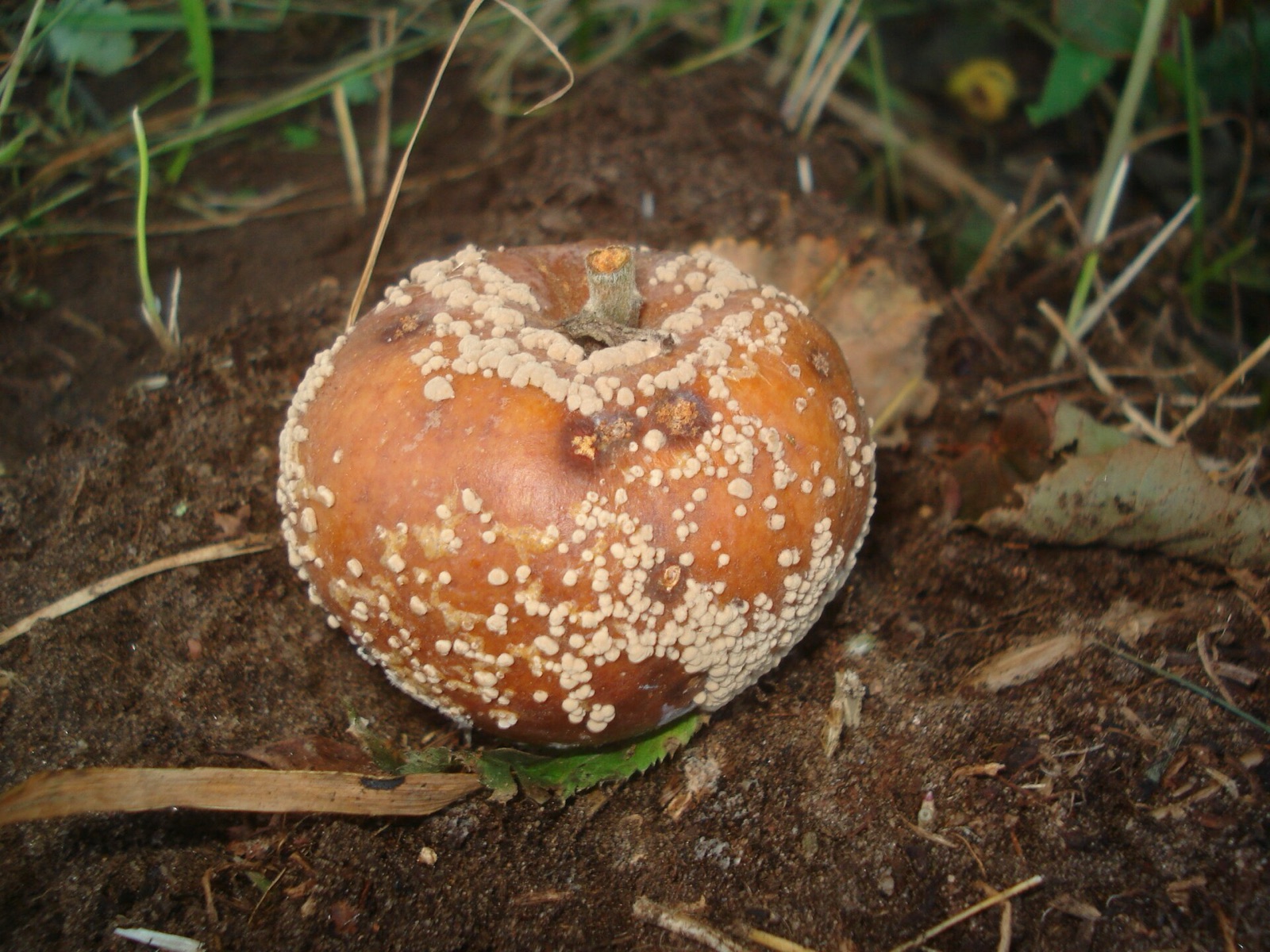 Von Monilia-Fruchtfäule befallener Apfel mit ringförmig angeordneten Sporenpolstern
