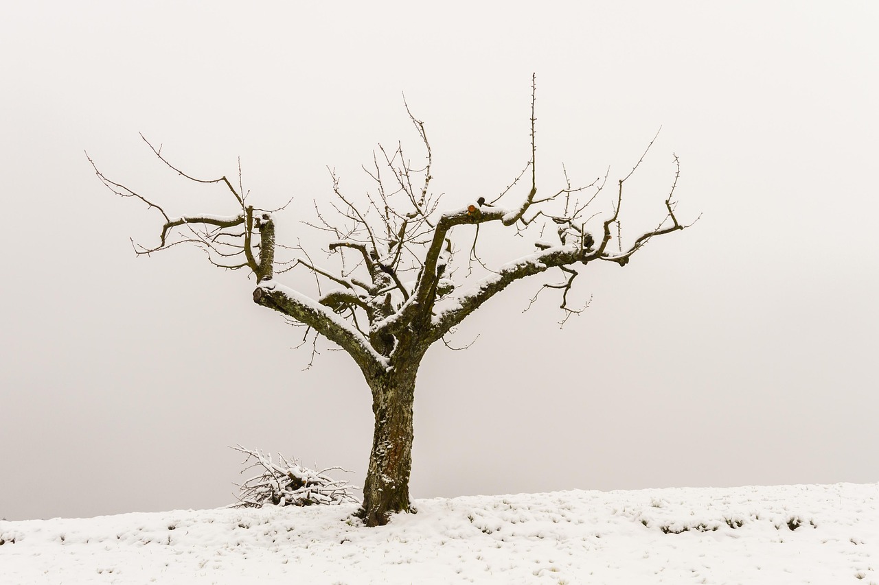 Frisch geschnittener Apfelbaum im Winter