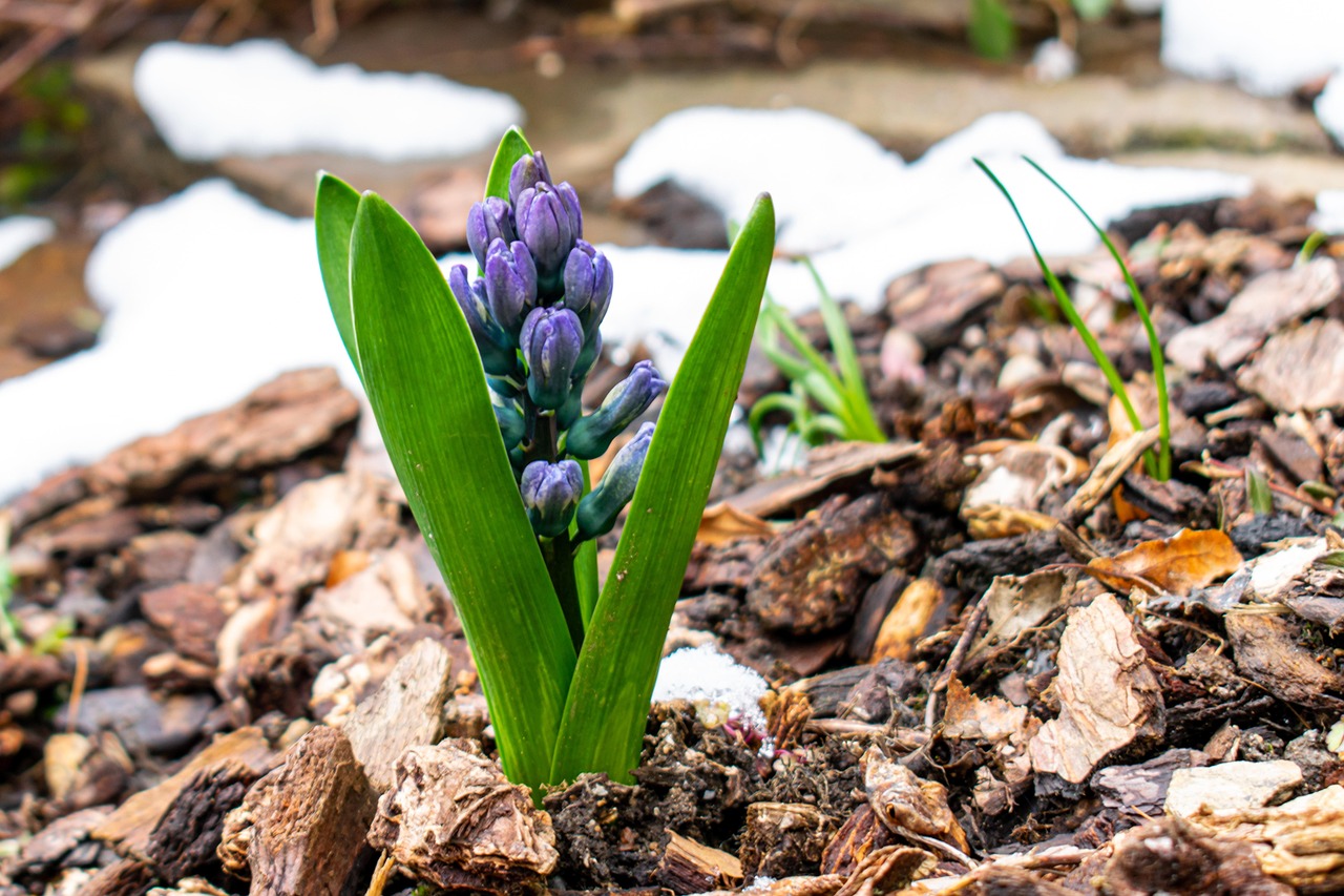 Hyazinthe treibt im Frühjahr durch eine Schicht Rindenmulch