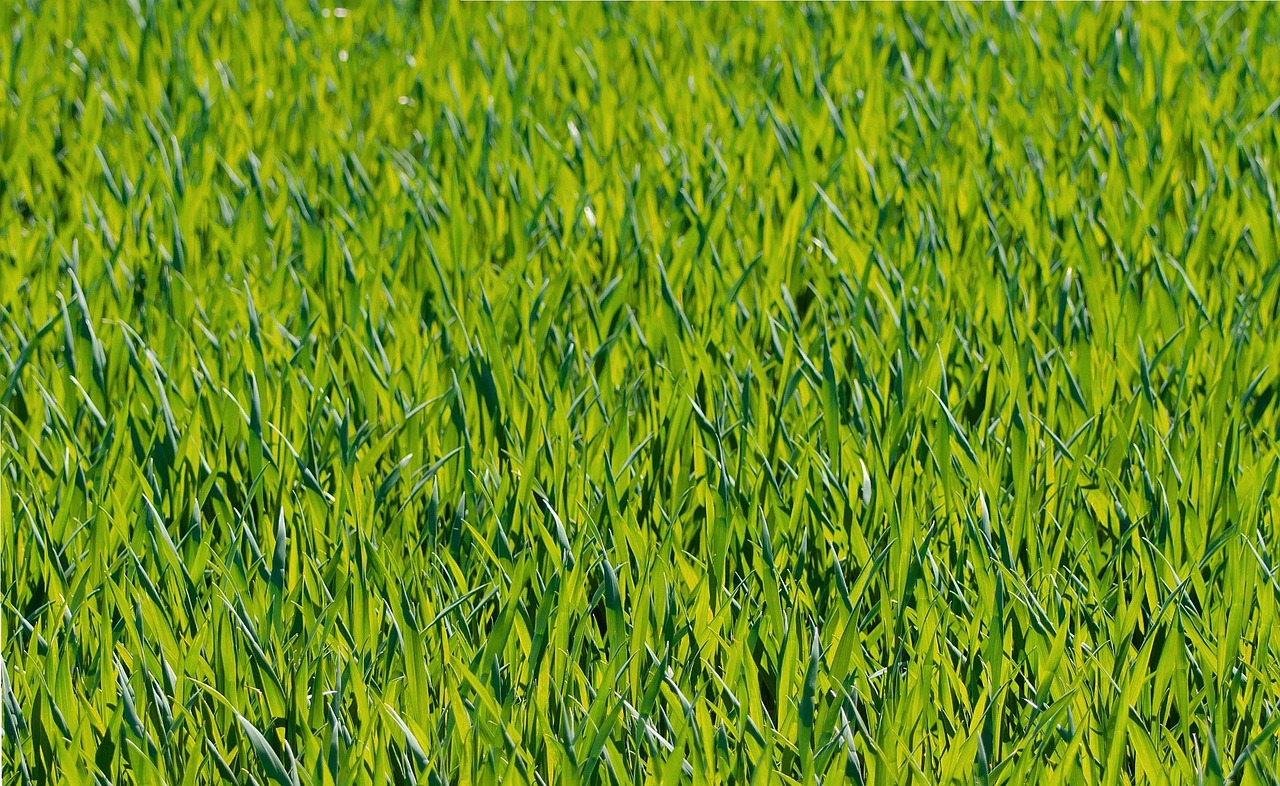 Dichter, frischgrüner Rasen in Nahaufnahme