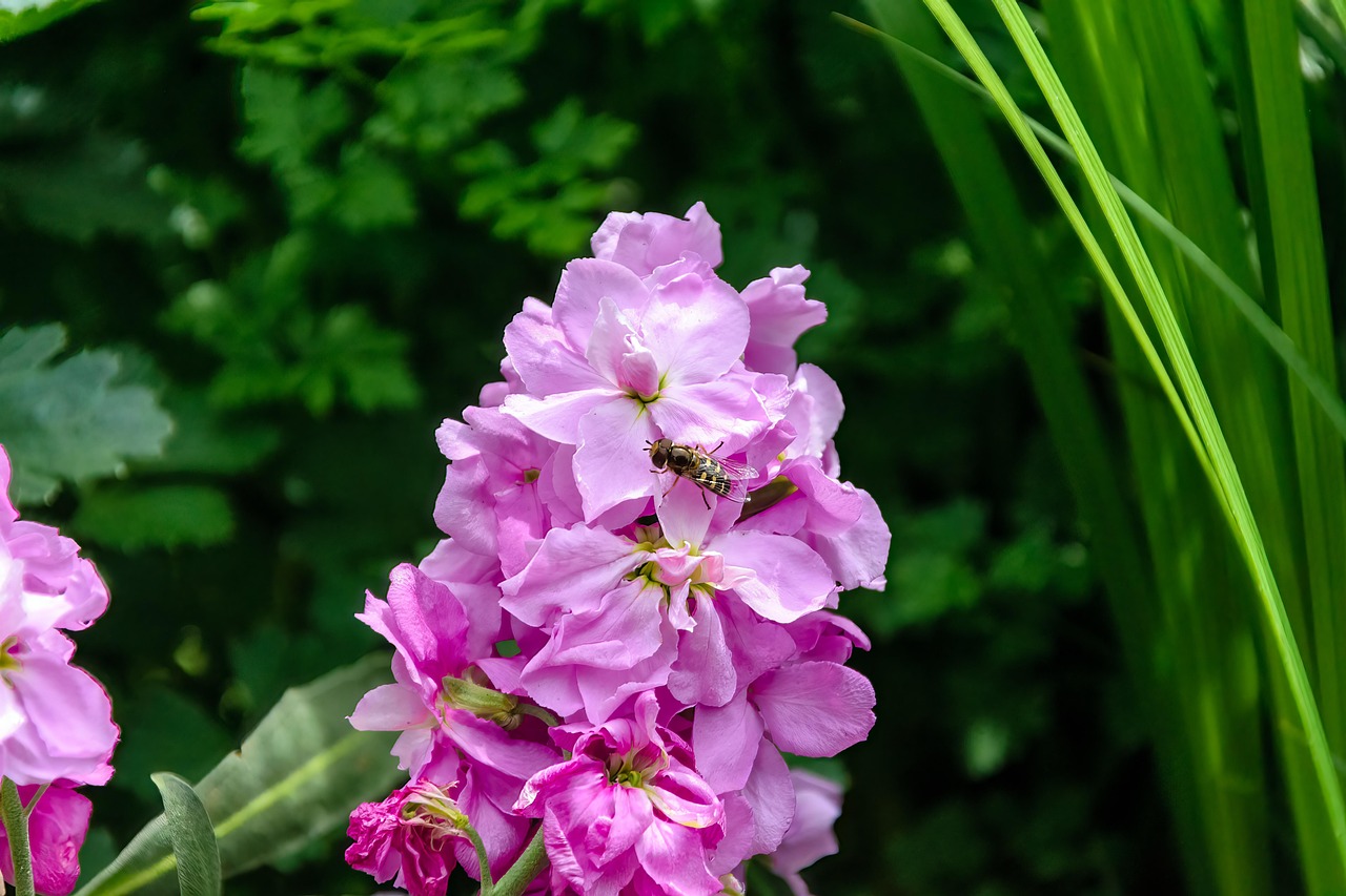 Rosa Blütenstand der Levkoje (Matthiola incana) mit Schwebfliege