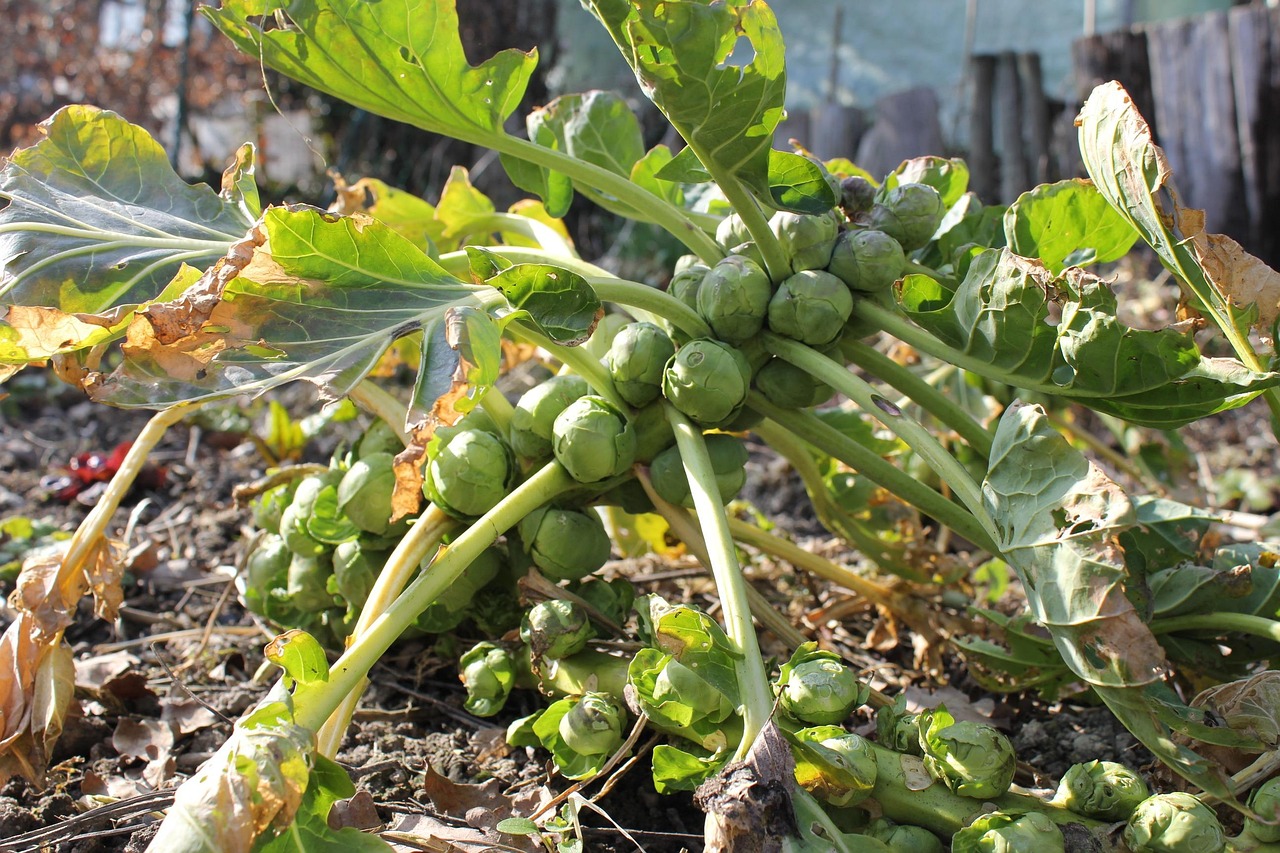 Rosenkohlpflanze mit ansitzenden Röschen am Stiel im Gartenbeet