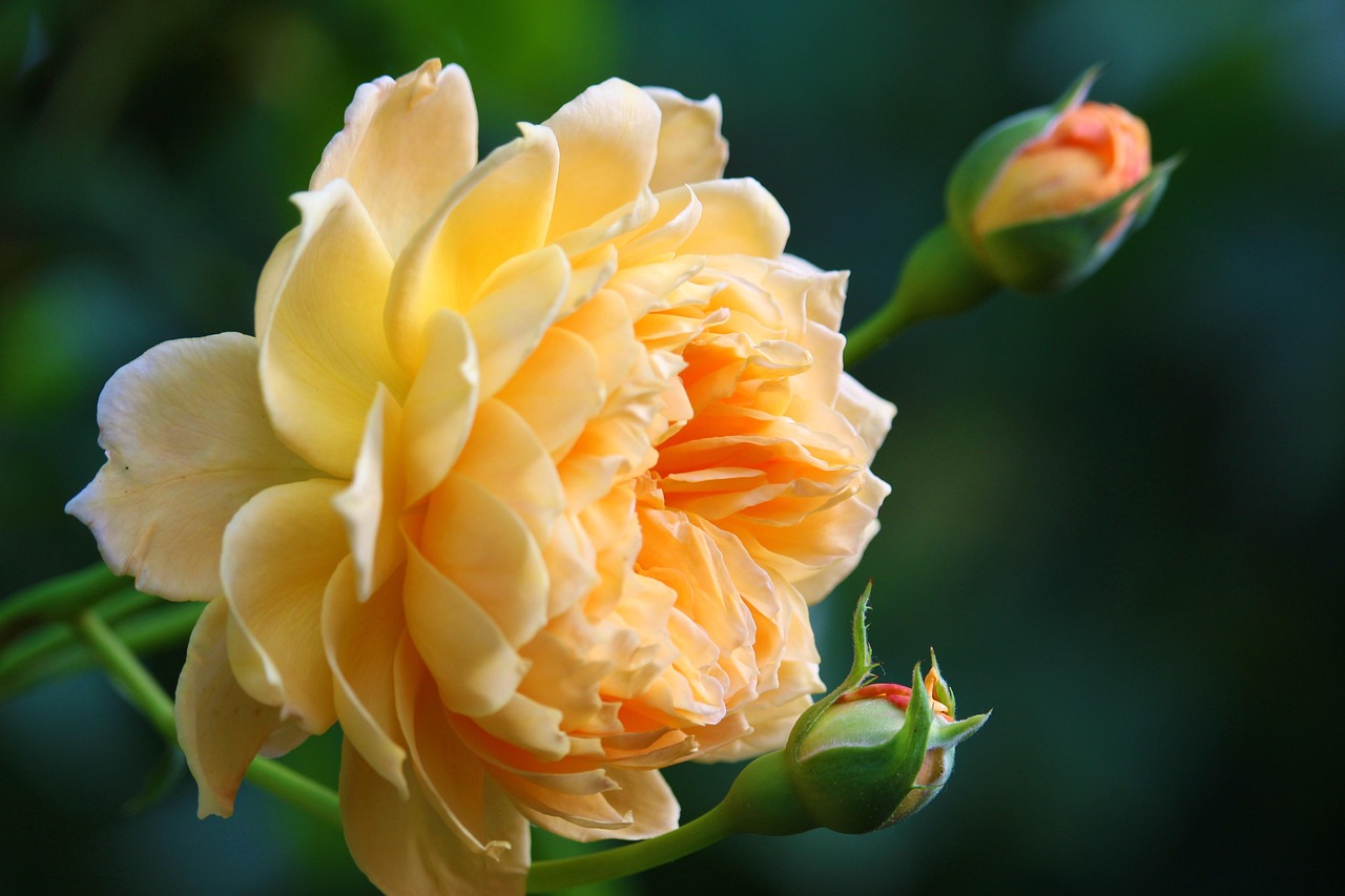 Apricotfarbene Strauchrose in Sommerblüte mit neuen Knospen