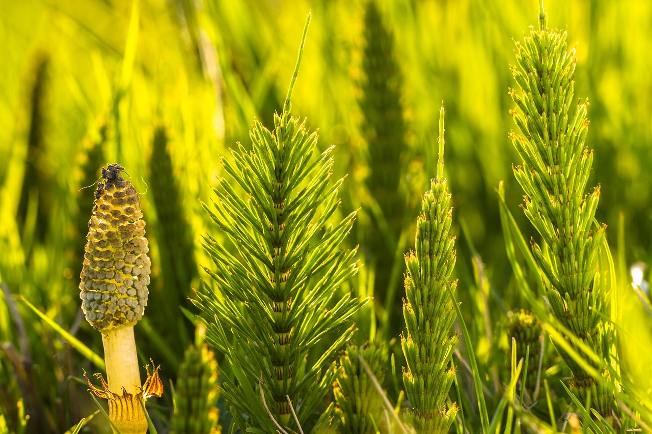 Acker-Schachtelhalm (Equisetum arvense) mit grünen Trieben und sporentragendem Frühjahrstrieb
