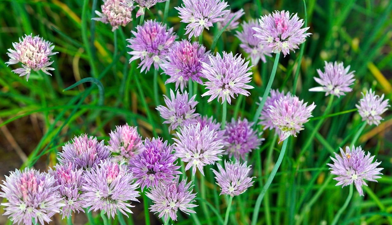Blühender Schnittlauch mit violetten Blütenkugeln