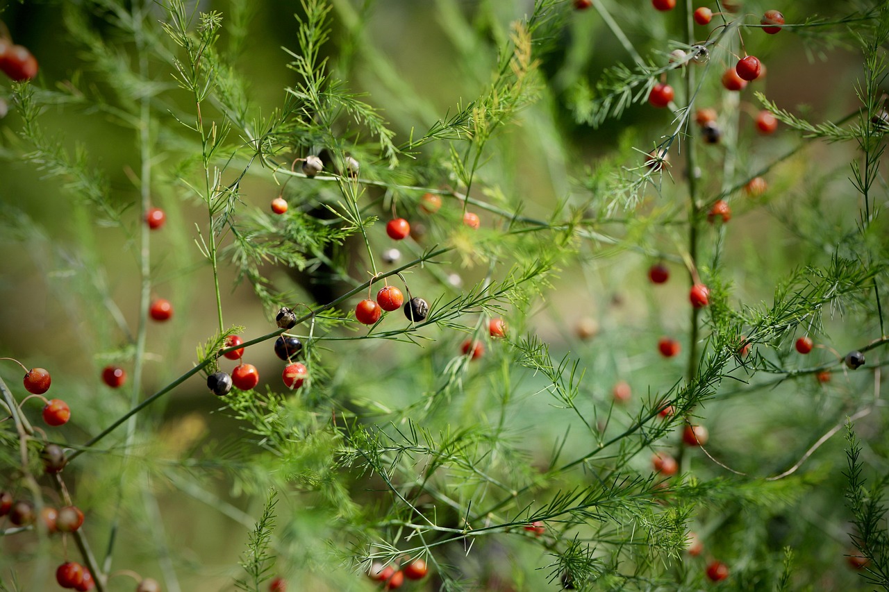 Spargelkraut mit roten Beeren im Sommer nach der Erntezeit