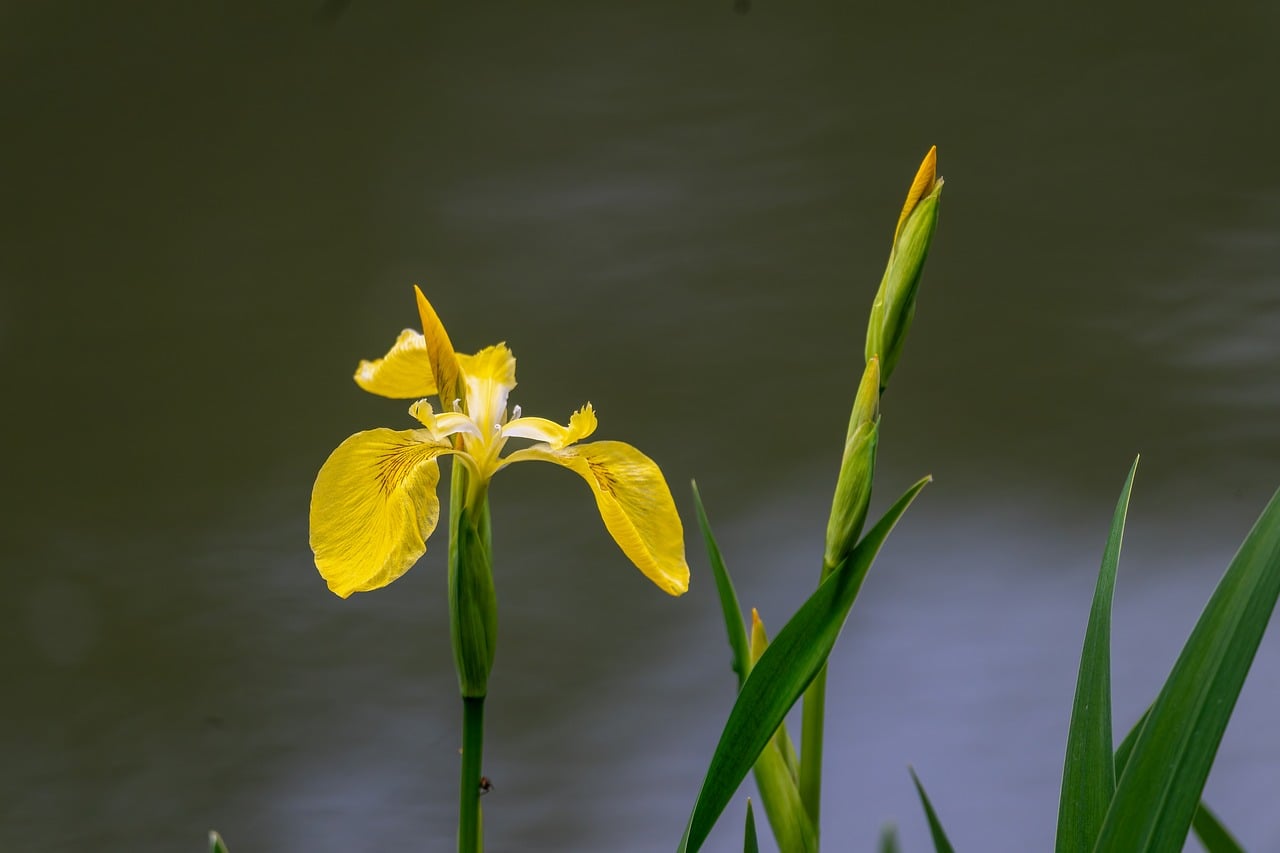 Gelbe Sumpf-Schwertlilie (Iris pseudacorus) am Ufer eines Teiches