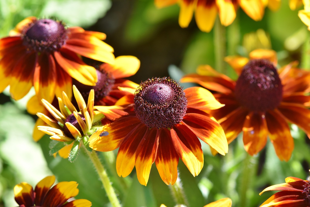 Blühender Sonnenhut (Rudbeckia) mit gelb-rotbraunen Blütenblättern im Sommer