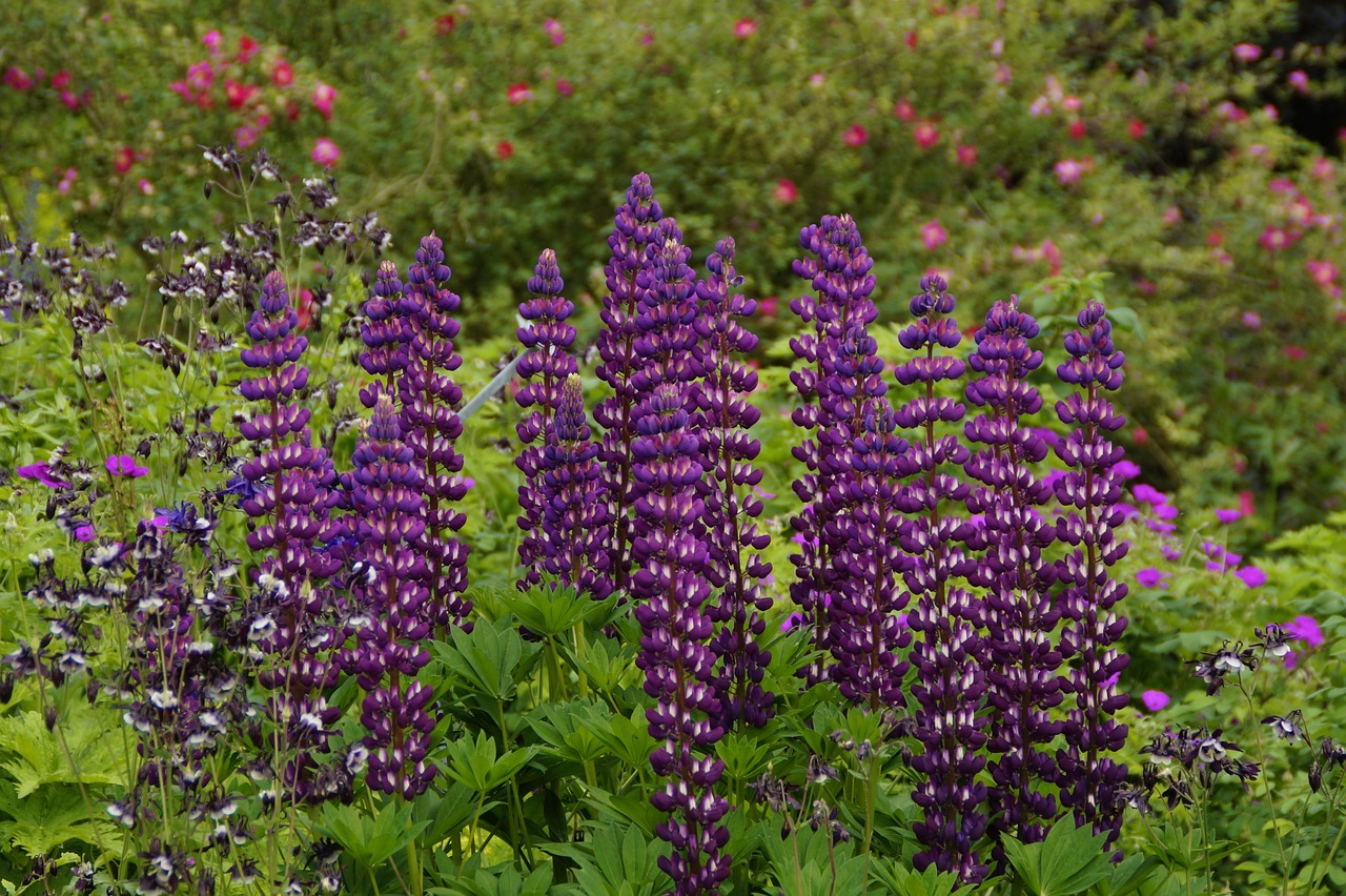 Violette Lupinen in einem sommerlichen Staudenbeet