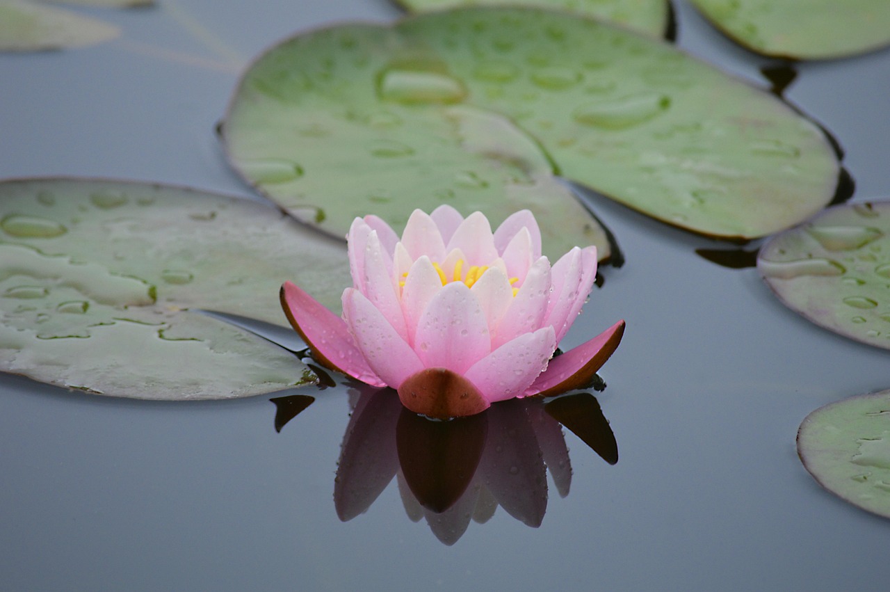 Rosa Seerose zwischen Schwimmblättern auf einem Gartenteich