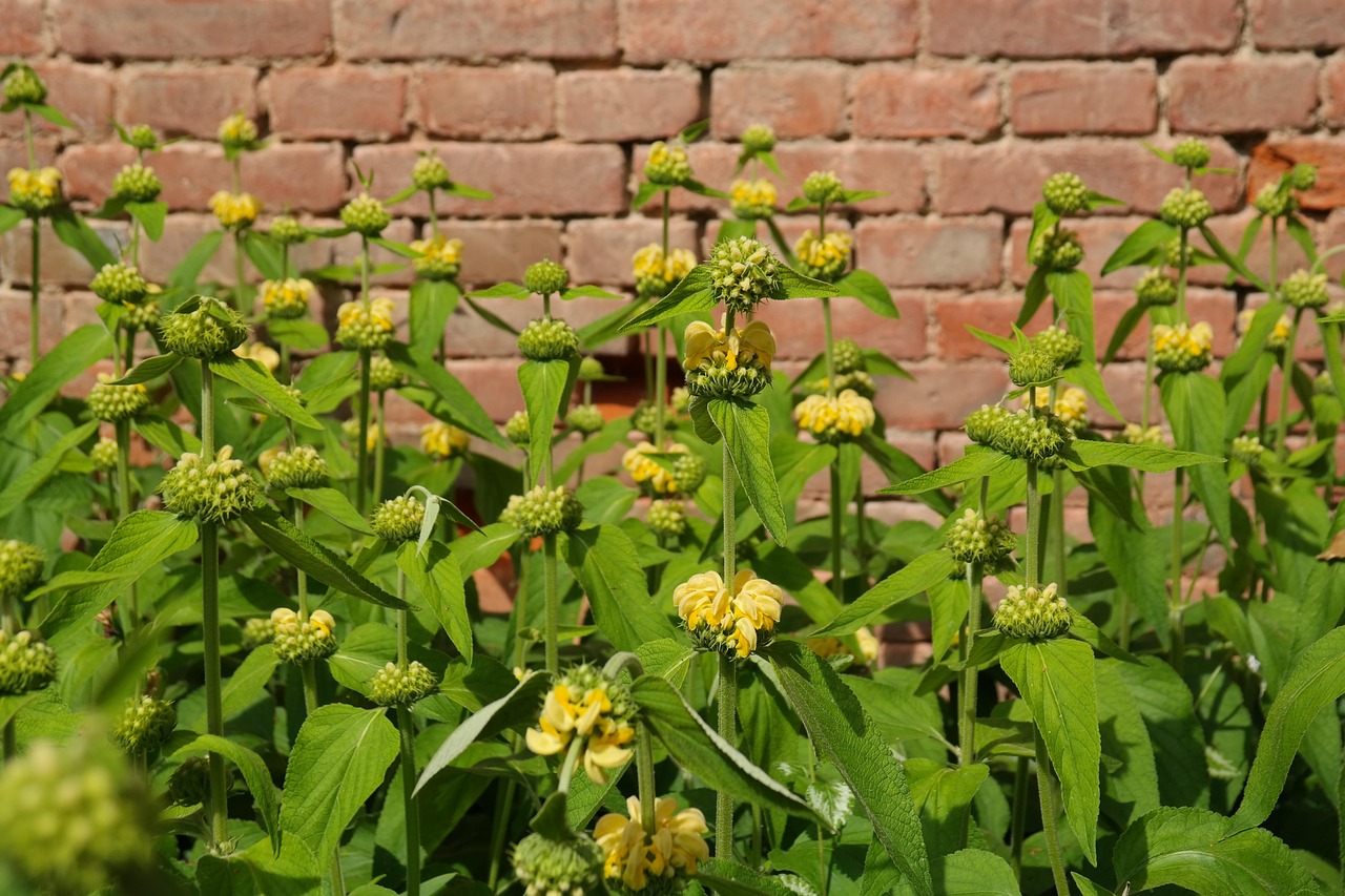 Staudenbeet mit gelb blühendem Brandkraut (Phlomis russeliana) vor einer Ziegelmauer