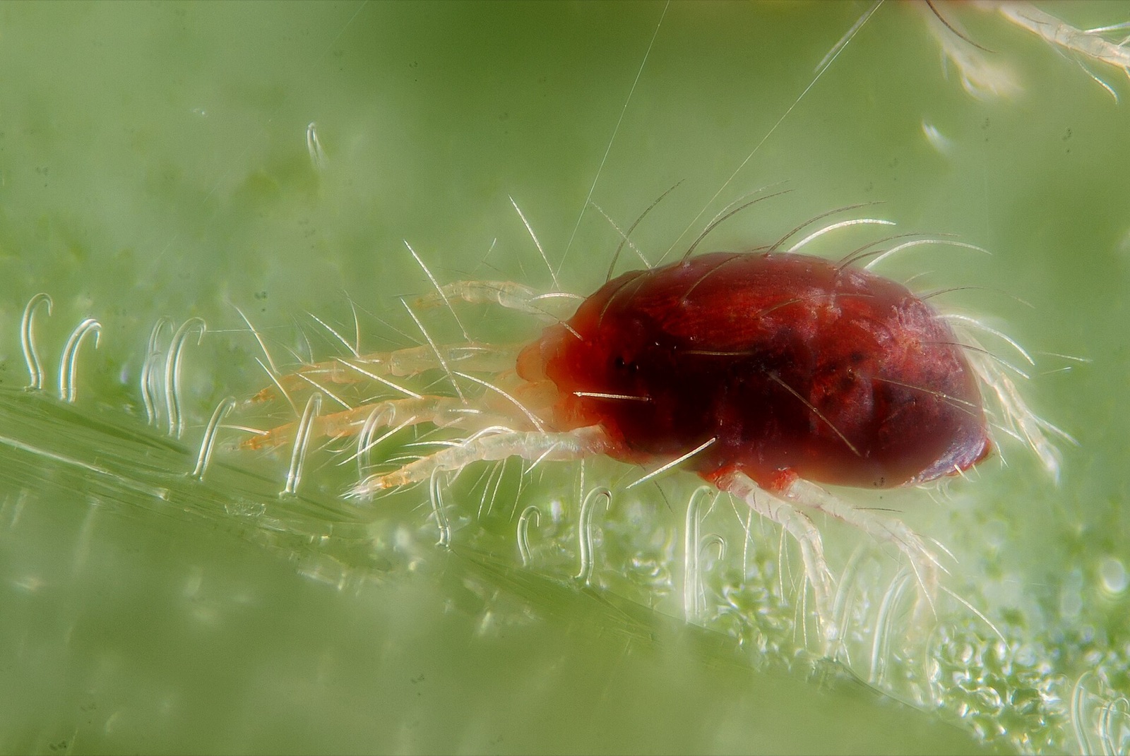 Gemeine Spinnmilbe (Tetranychus urticae) mit feinen Gespinstfäden auf einem Blatt