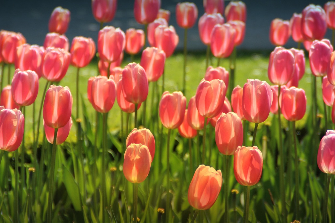 Rosafarbene Tulpen in einem Frühlingsbeet