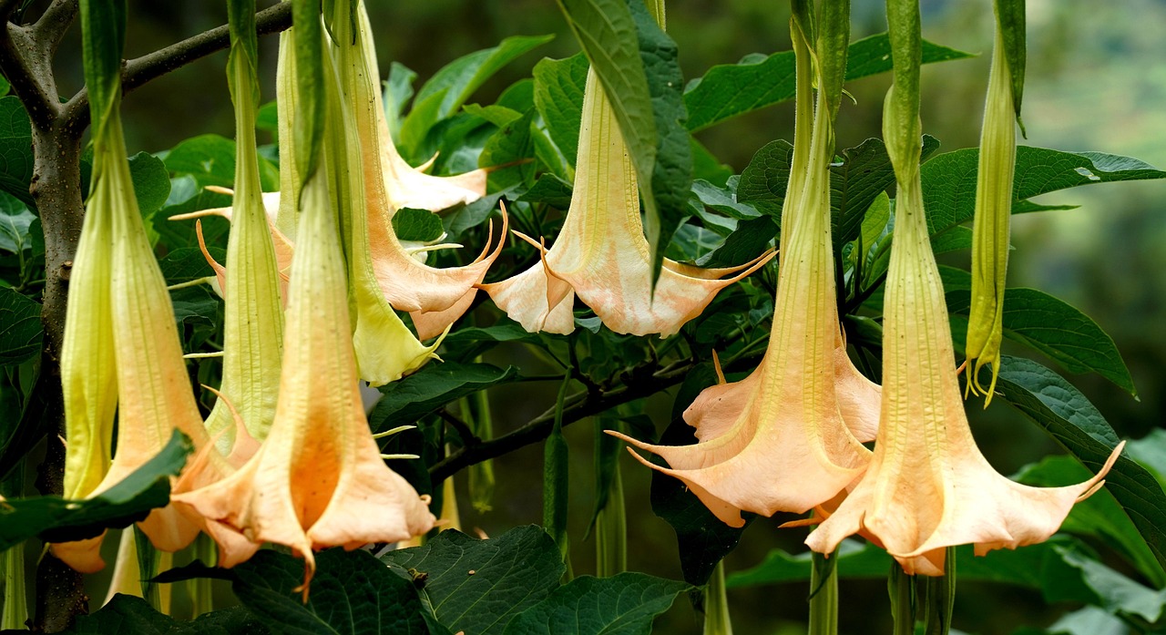 Hängende Blüten der Engelstrompete (Brugmansia), deren Pflanzenteile giftig sind