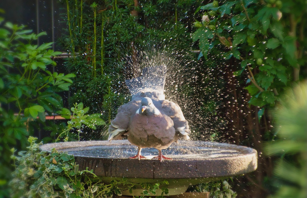 Taube badet in einer flachen Vogeltränke im Garten