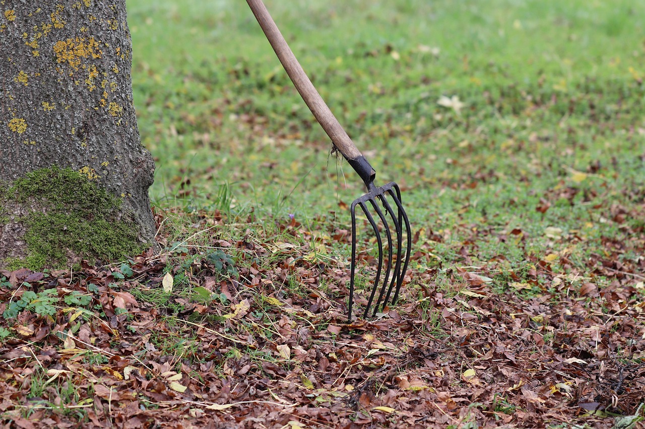 Grabegabel steckt im herbstlichen Laub auf dem Rasen