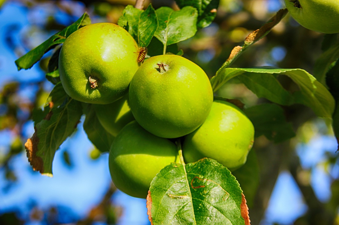 Noch grüne, dicht hängende Äpfel am Apfelbaum im Hochsommer