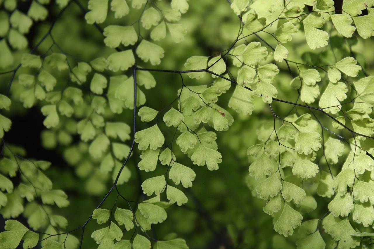Zarte Wedel eines Frauenhaarfarns (Adiantum)