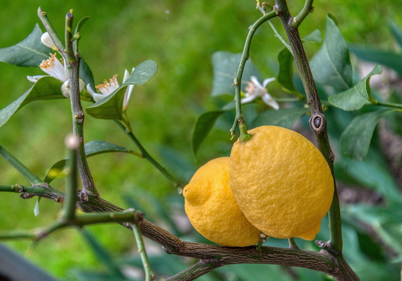 Reife Zitronen und Blüten an einem Zweig des Zitronenbaums (Citrus limon)